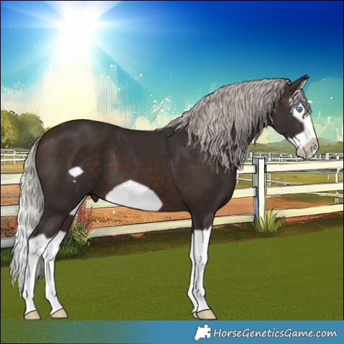 Horse Color:Silver Brown Splash Frame