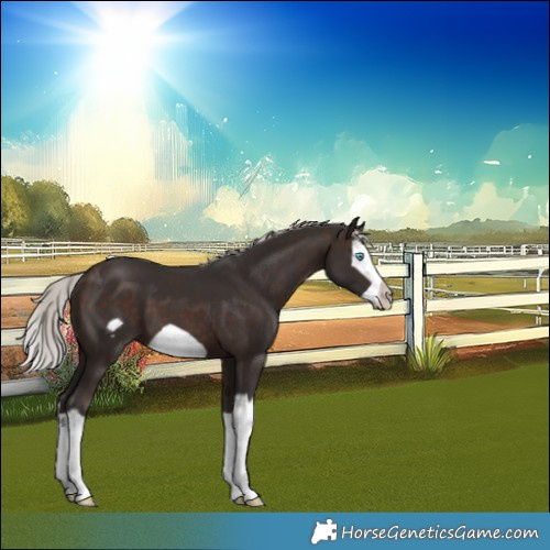 Horse Color:Silver Brown Splash Frame 