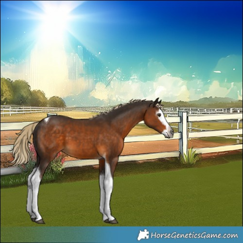Horse Color:Gray Chocolate Palomino Splash Tobiano 