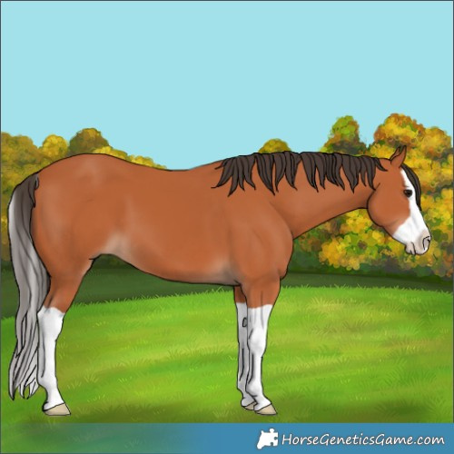 Horse Color:Bay Splash 