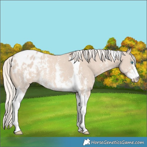 Horse Color:Cremello Sabino Tobiano Blanket Rabicano 