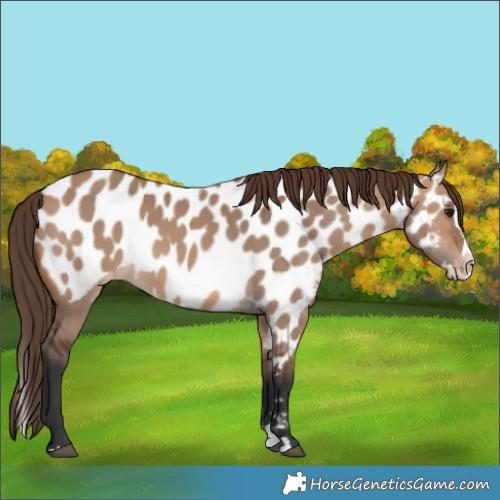 Horse Color:Bay Dun Splash Near Leopard 