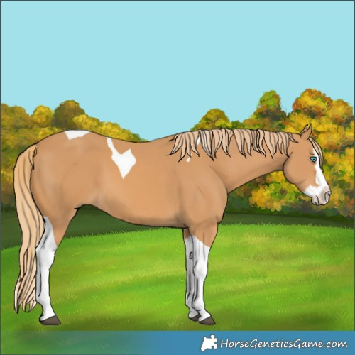 Horse Color:Chestnut Splash Tobiano