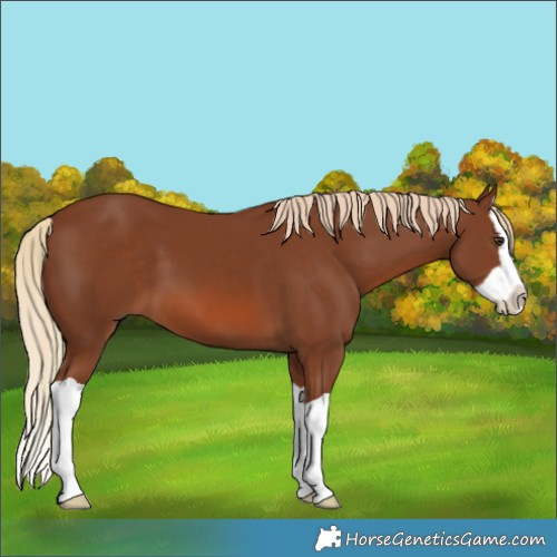 Horse Color:Chestnut Splash