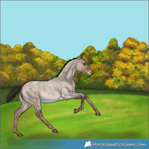 Horse Color:Liver Red Dun Roan Rabicano 
