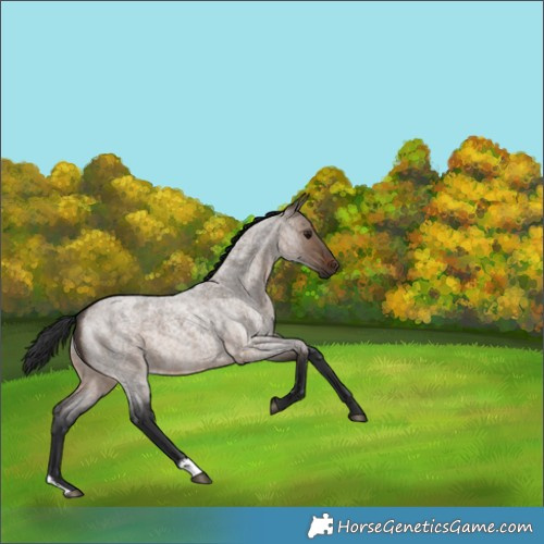 Horse Color:Brown Roan Dun 