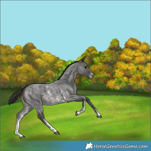 Horse Color:Smoky Blue Roan Sabino