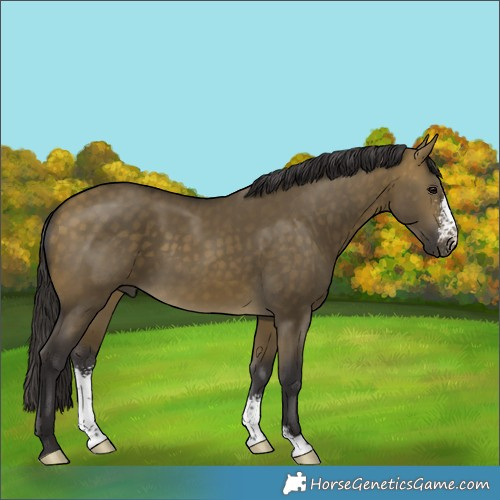 Horse Color:Buckskin Dun Sabino 