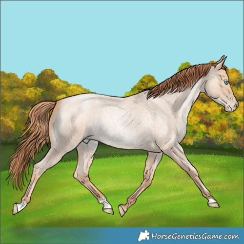 Horse Color:Amber Champagne Roan Pearl