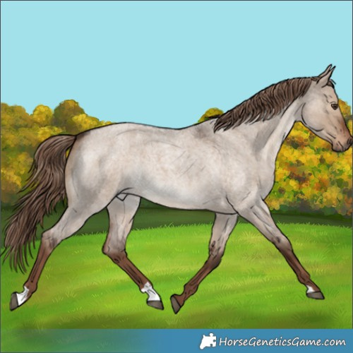 Horse Color:Liver Red Dun Roan Rabicano