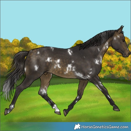 Horse Color:White Spotted Buckskin