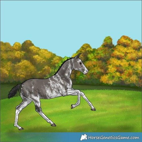 Horse Color:Unknown 