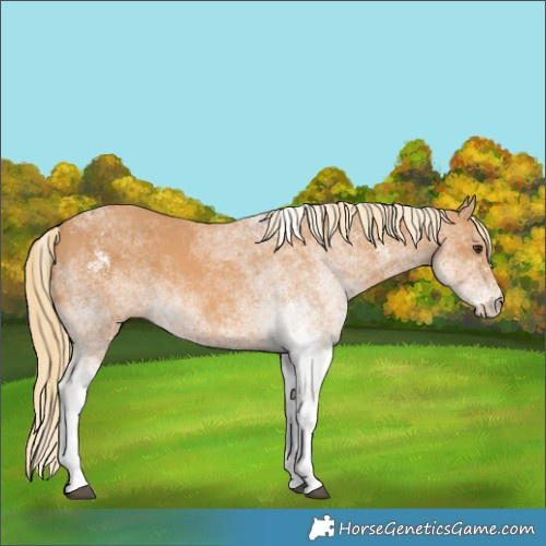 Horse Color:White Spotted Chestnut 