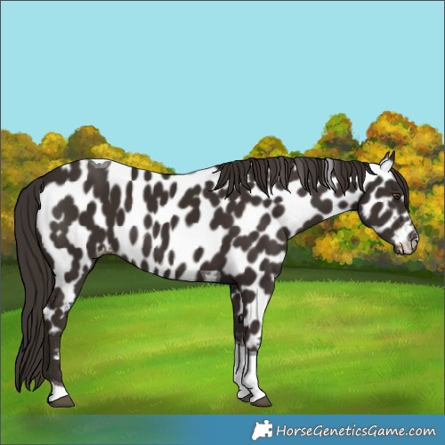 Horse Color:Liver Chestnut Tobiano Leopard
