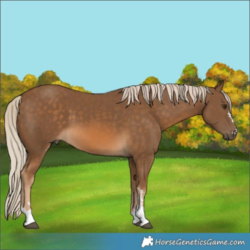 Horse Color:Chocolate Palomino