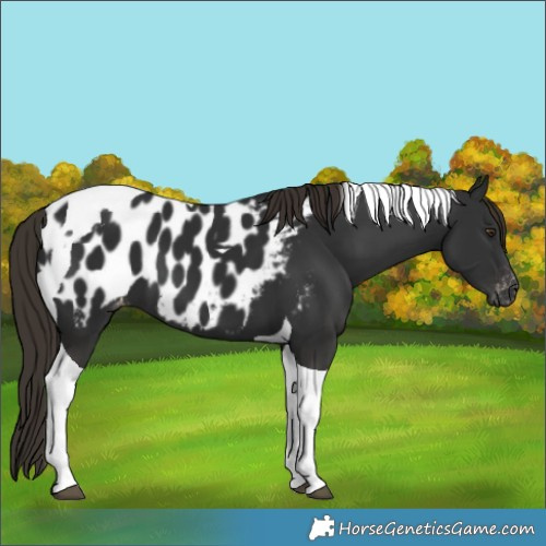 Horse Color:Gray Liver Chestnut Tobiano Near Leopard