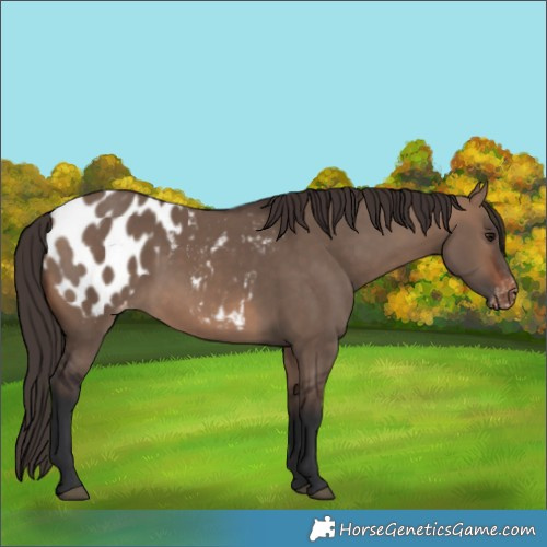 Horse Color:Brown Dun Blanket 