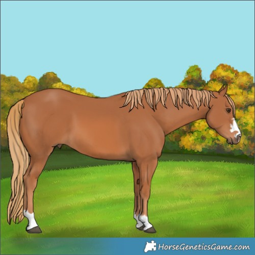 Horse Color:Chestnut 