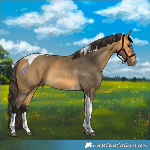Horse Color:Buckskin Tobiano