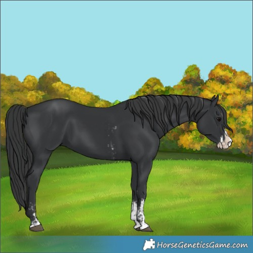 Horse Color:Black Sabino Splash  and Black Sabino Splash 