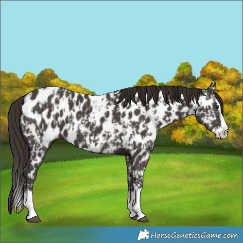 Horse Color:Liver Chestnut Sabino Splash Near Leopard  and Liver Chestnut Sabino Splash Near Leopard 