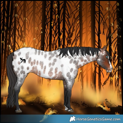 Horse Color:Bay Roan Splash Near Leopard 