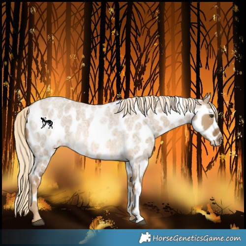Horse Color:Chocolate Palomino Roan Dun Near Leopard