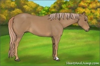 Horse Color:Palomino Roan 