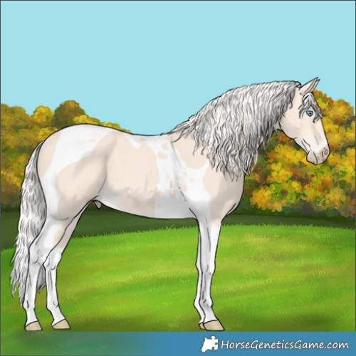 Horse Color:Cremello Tobiano