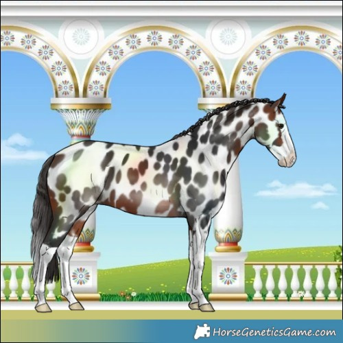 Horse Color:Bay Splash Near Leopard 