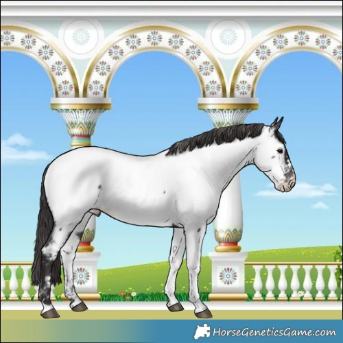 Horse Color:Smoky Black Near Fewspot 