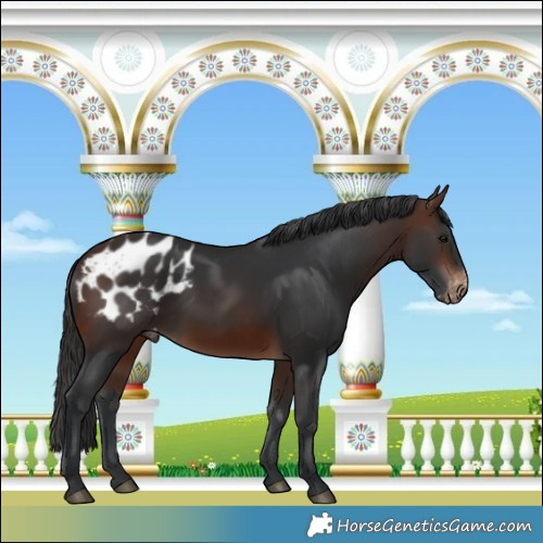 Horse Color:Brown Blanket 
