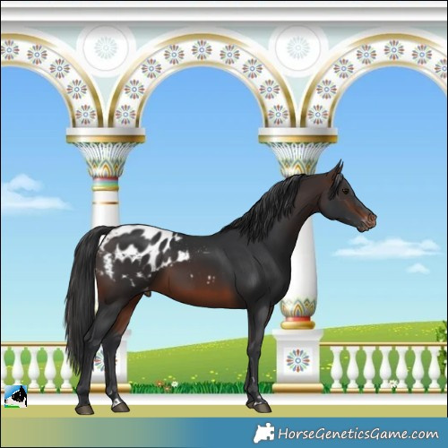 Horse Color:Brown Blanket 