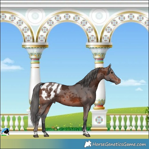 Horse Color:Brown Merle Blanket 