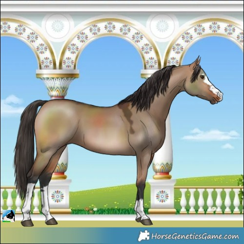Horse Color:Bay Dun 