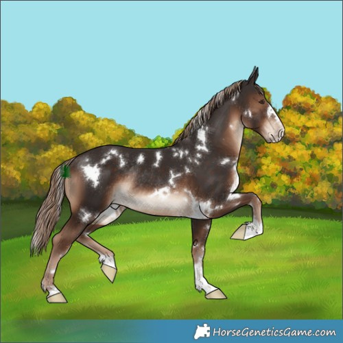 Horse Color:White Spotted Liver Chestnut Rabicano 