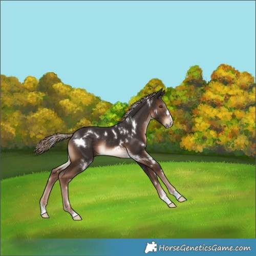 Horse Color:White Spotted Liver Chestnut Rabicano