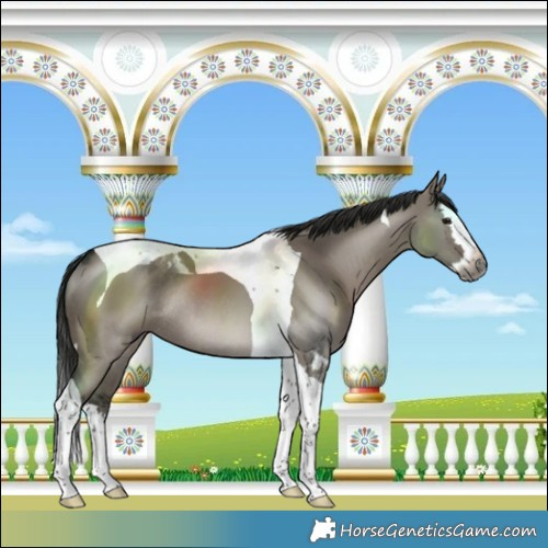 Horse Color:Gray Smoky Grullo Splash Tobiano Rabicano