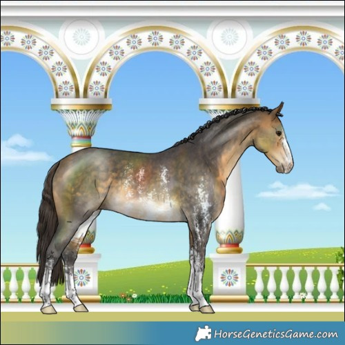 Horse Color:Buckskin Sabino Rabicano