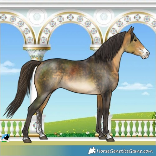 Horse Color:Buckskin Sabino Rabicano