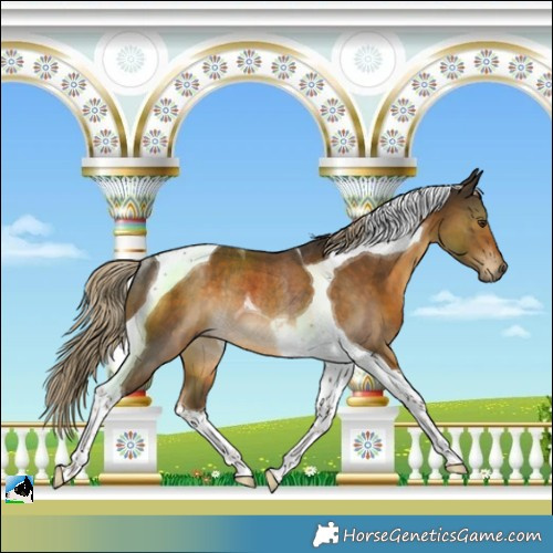 Horse Color:Chocolate Palomino Tobiano Rabicano