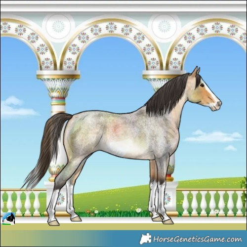 Horse Color:Buckskin Roan Splash Frame Rabicano