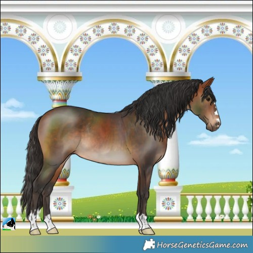 Horse Color:Bay Rabicano