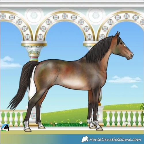 Horse Color:Bay Rabicano 