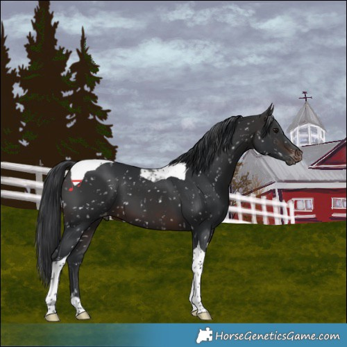 Horse Color:Brown Tobiano Snowflake Varnish 