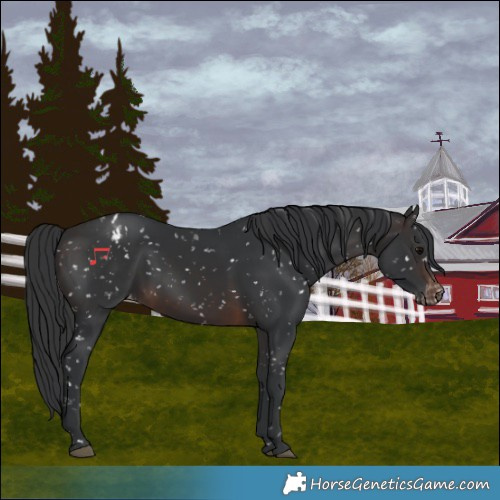Horse Color:Brown Snowflake Varnish 