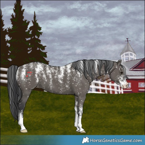 Horse Color:Powder White Grullo Snowflake Varnish