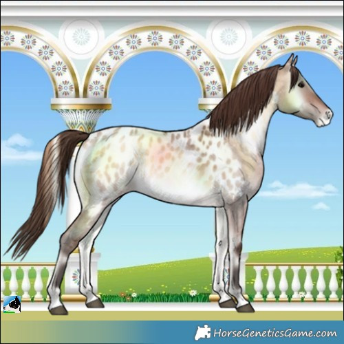 Horse Color:Bay Roan Onyx Near Leopard 