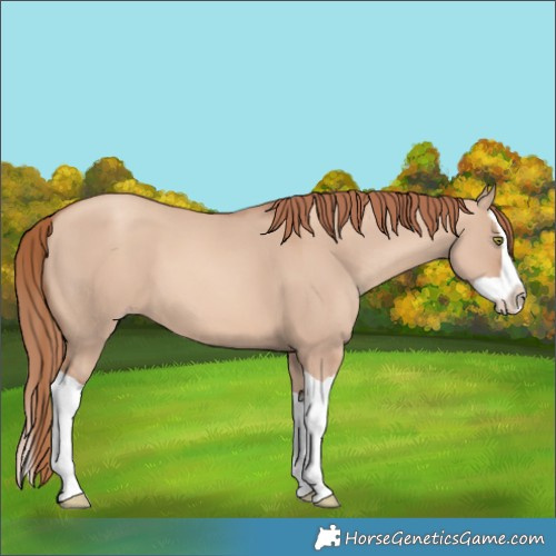 Horse Color:Gold Champagne Dun Splash 