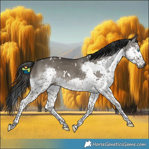 Horse Color:Gray White Spotted Smoky Grullo Splash 